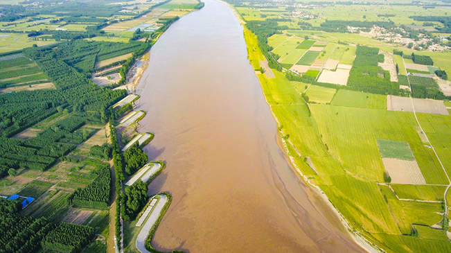 濮阳：黄河滩里麦田丰
