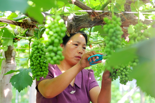 杰美农业：传统种植联合休闲观光 促进环境保护自觉性