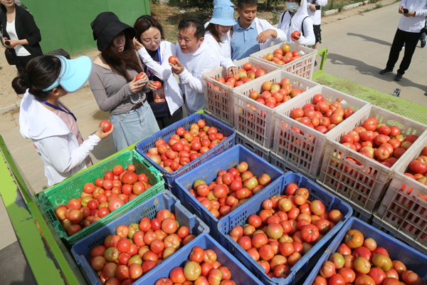 汝南县小方村：人均耕地1.2亩的村子里，藏着耕种全国的“天中麦客”大军