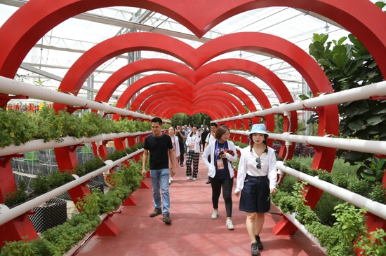 番顺西红柿：根植于农产品的现代科技创新