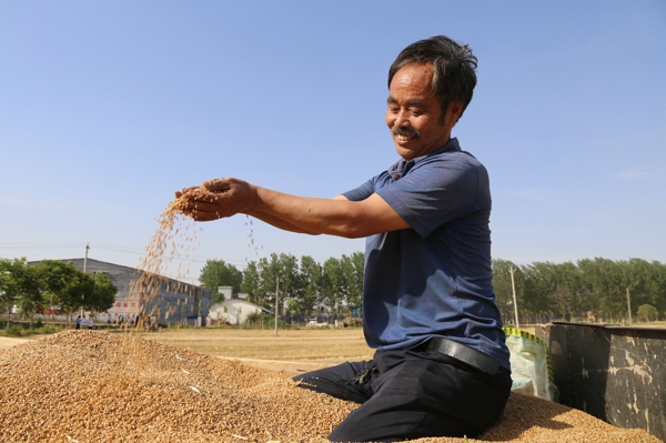 汝南县板店乡:三夏生产收麦忙 品质好价儿更好