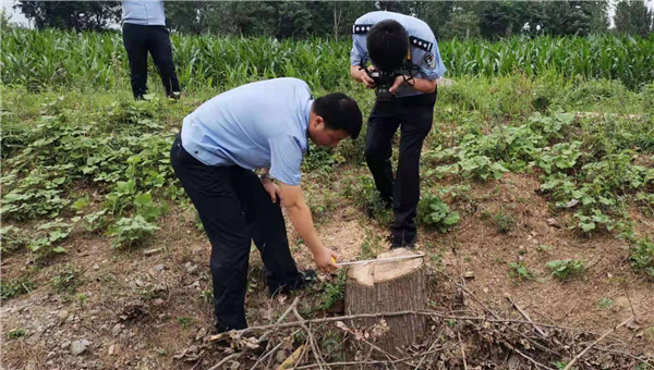 邓州市公安局成功破获一起特别重大滥伐林木案