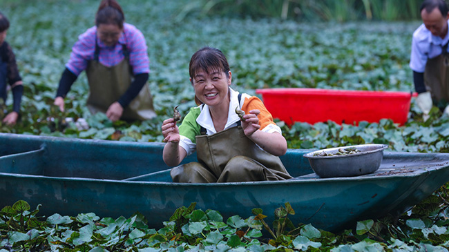 信阳光山: 菱角飘香收获忙