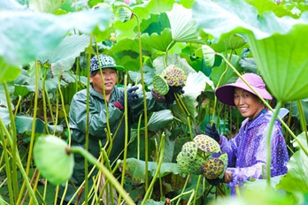 信阳光山：太空莲喜丰收 农户走上致富路