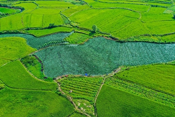 信阳光山：丰收是最美的画卷