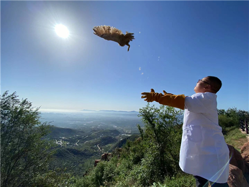 伏羲山野生动物收容救护站成功救助一只猫头鹰，将其养好后放归大自然