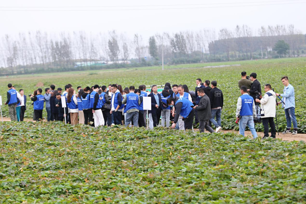 河南襄城：新型职业农民的“红薯经”