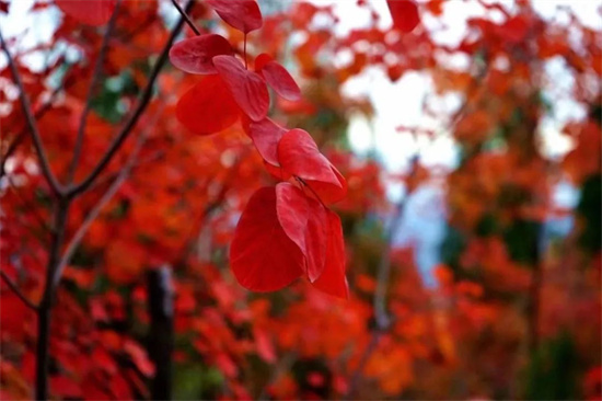 金秋十月秋色渐浓，荆紫仙山醉美红叶季来啦！