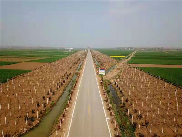 唐河县桐河乡高质量推进省级森林城市创建