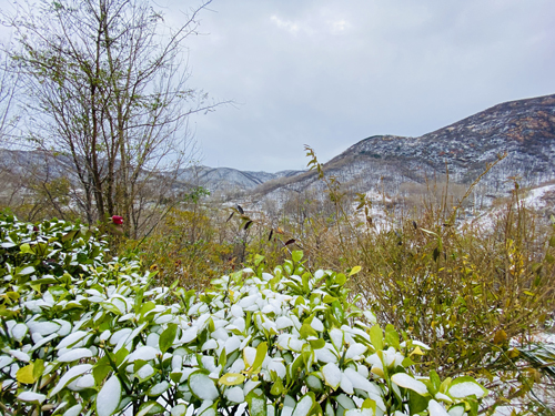 伏羲山迎2021年入冬第一场雪，漫山银装素裹