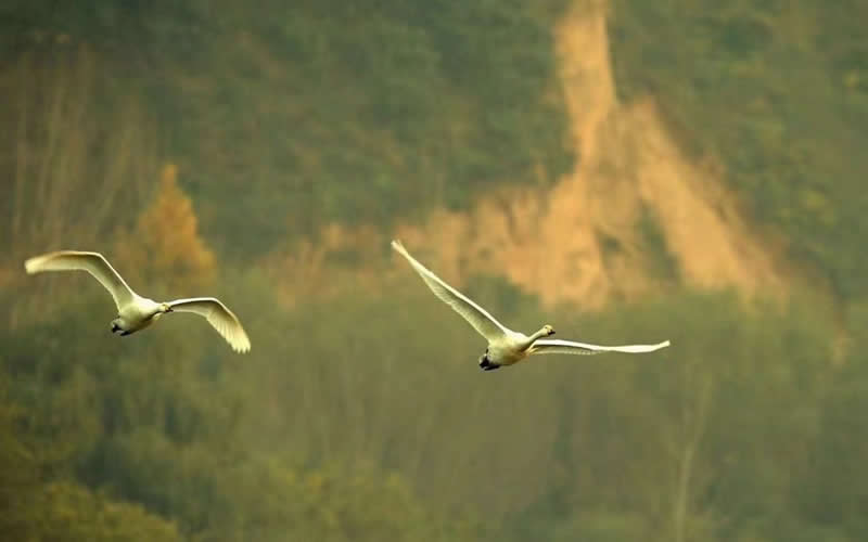三门峡黄河湿地：5000多只白天鹅如约而至