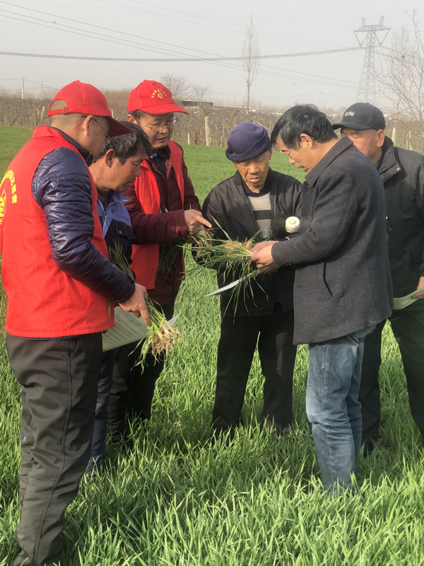 邓州市植保站：田间地头把“麦”支招   科学防控病虫草害