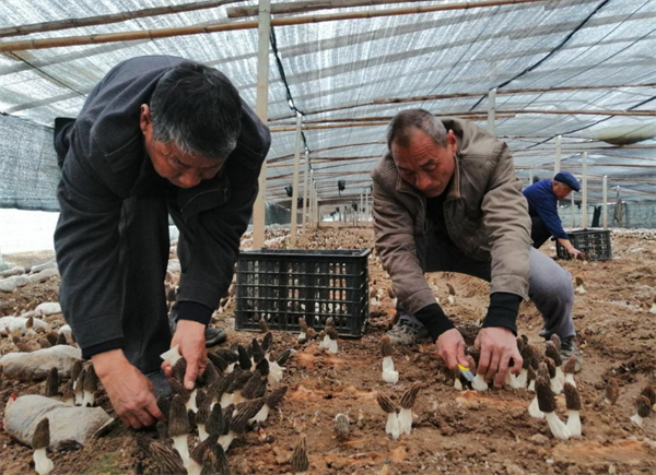 河南虞城：羊肚菌喜获丰收 致富增收新途径