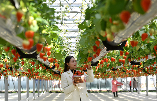 游客在河南省夏邑县龙港湾智慧农业园采摘空中草莓。苗育才摄
