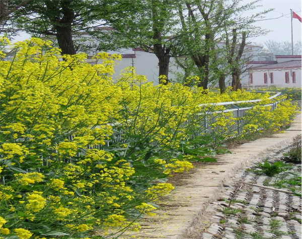 梁园区谢集镇干群齐发力打造生态宜居美好乡村