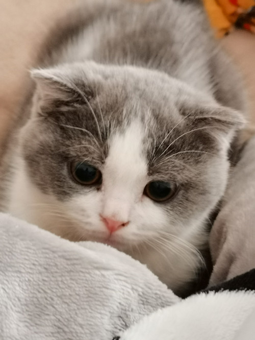 布偶猫多少钱一只？布偶猫好养活吗？