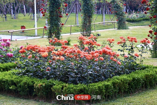 郑州金水环岛公园：繁花绽放 羽化成蝶