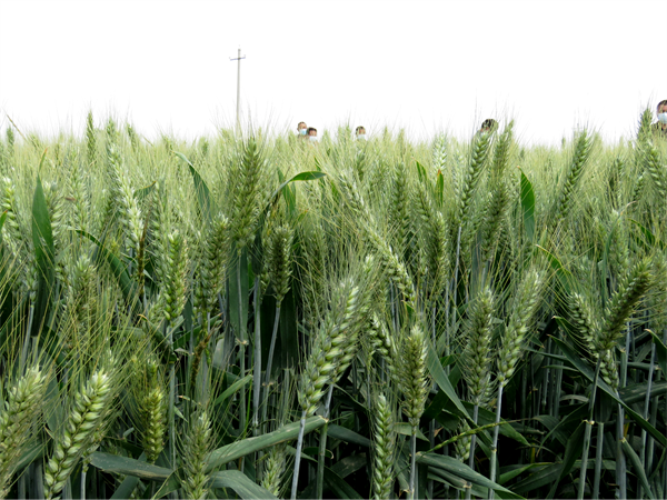 梁园区谢集镇开展优质小麦品种田间观摩活动
