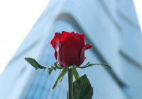 5月20日，“应急玫瑰”，花开满城