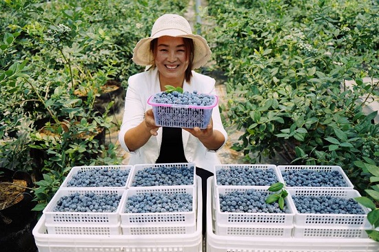 河南汝州：绘制产业“蓝”图 ，种出“莓”好生活