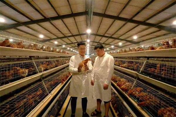 河南宁陵：“鸡保姆”的腾飞梦