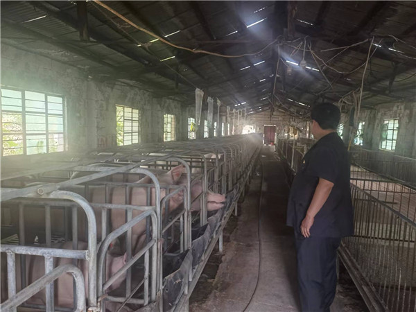 方城县法院：“活封”43头母猪 善意执结一起百万元标的案件