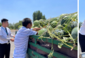 碧桂园中央公园爱心助农公益行，万斤西瓜传递幸福的味道