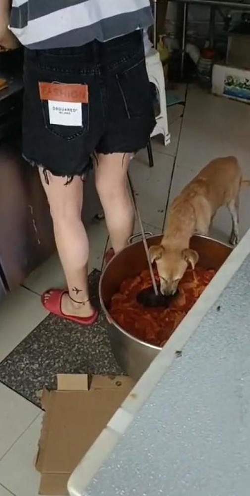 外卖小哥取餐遇狗在盛饭桶进食，杭州上城区：罚款、停业整顿