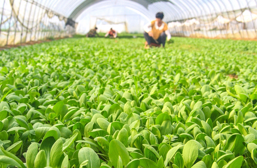 河南南阳：处暑时节农事忙