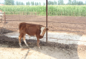 河南通许： 肉牛产业蓬勃发展 农民致富有保障