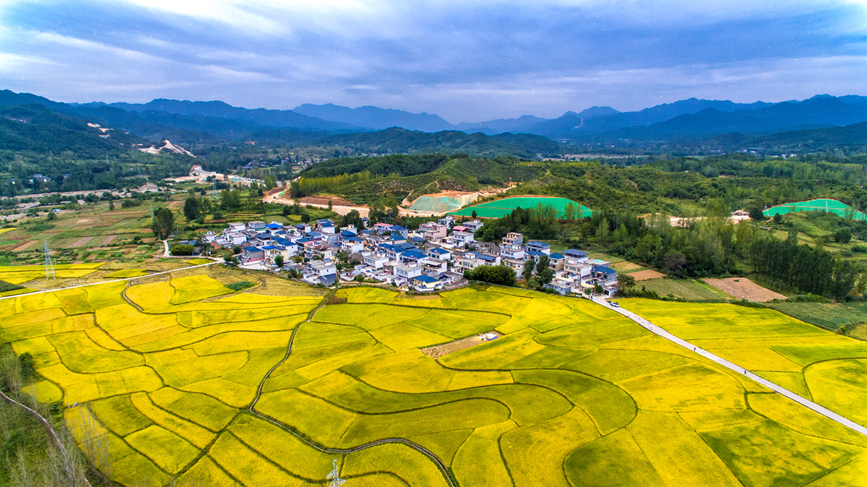 河南鲁山：金稻飘香 丰收在望