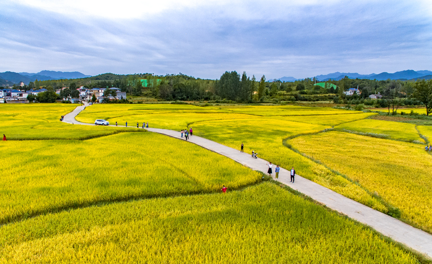 河南鲁山：金稻飘香 丰收在望