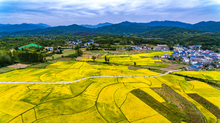 河南鲁山：金稻飘香 丰收在望