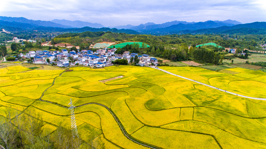 河南鲁山：金稻飘香 丰收在望