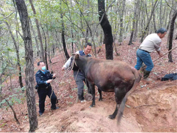 南召县：耕牛被困，警民合力\