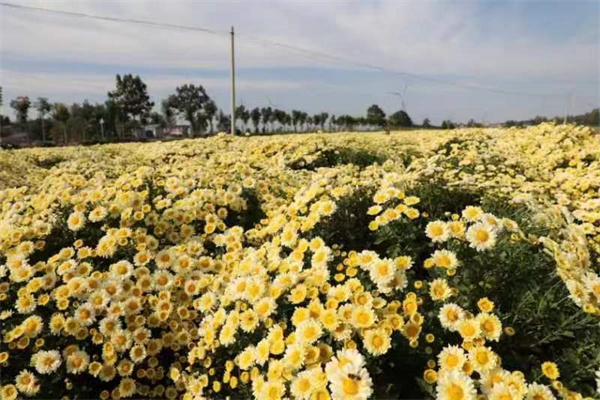 河南睢县：菊花香飘致富路