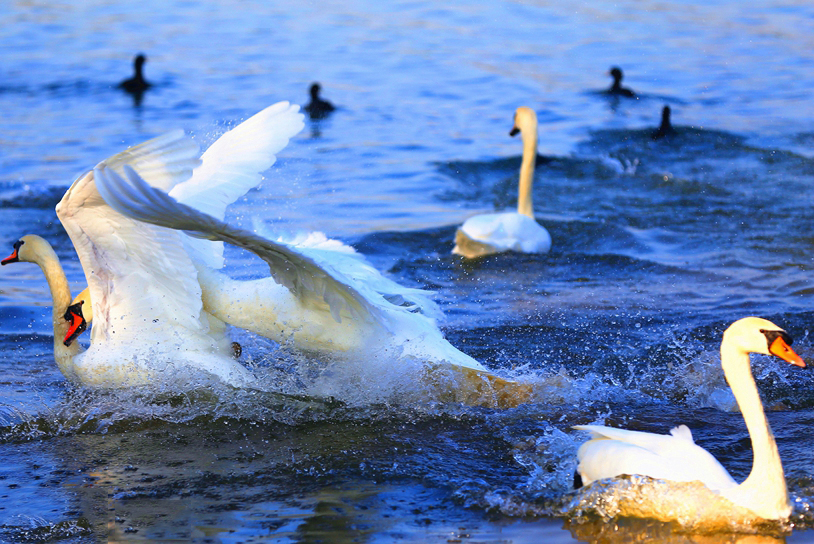 鄭州：冬日暖陽天鵝舞