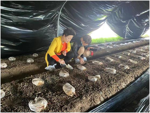 九三学社河南省科学院委员会助力春季羊肚菌的栽培管理