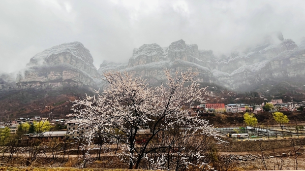 河南林州：太行大峡谷喜降桃花雪