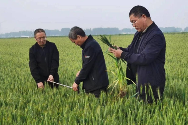 西平县农业农村局开展小麦预产调查工作