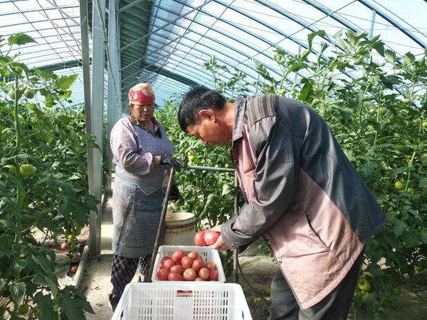 正阳县：番茄产业链映“红”致富路