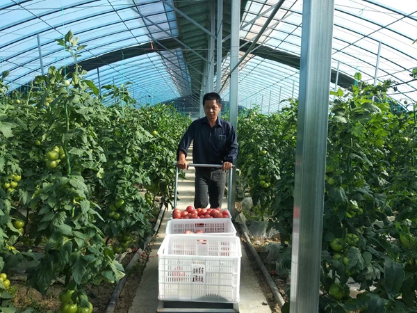 正阳县：番茄产业链映“红”致富路