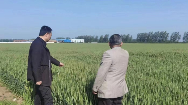 ​西平县老王坡管理委员会采取有力措施“围歼”麦田多花黑麦草