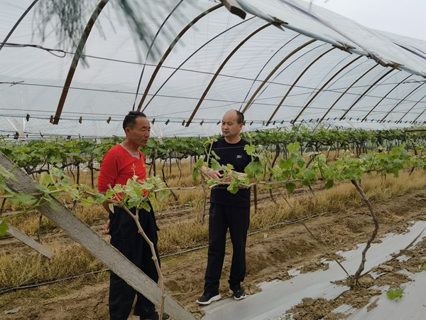 正阳县：特色种植结满“致富果”