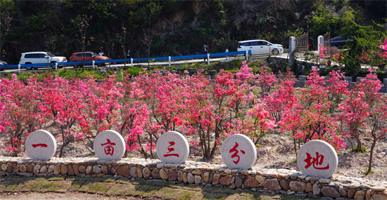 新县：杜鹃花开醉游人