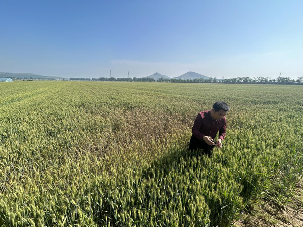 遂平县花庄镇全力推进多花黑麦草拔除工作