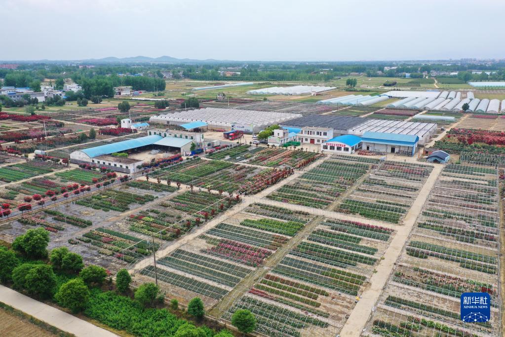 河南南阳：发展月季产业 助力乡村振兴