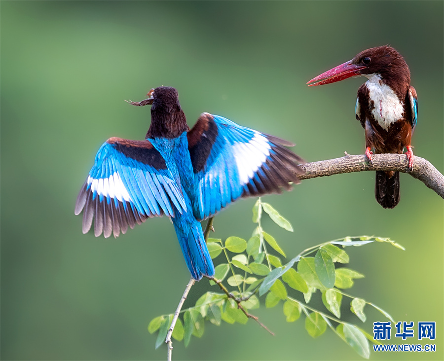 河南新县：生态美 鸟翩跹
