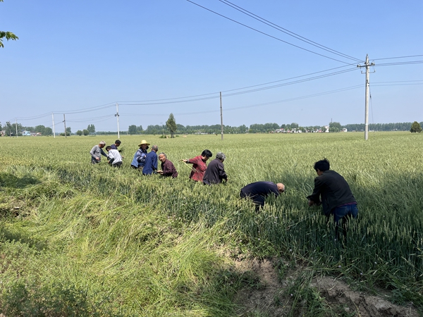 平舆县阳城镇：驻村干部齐上阵 除草助农保产量