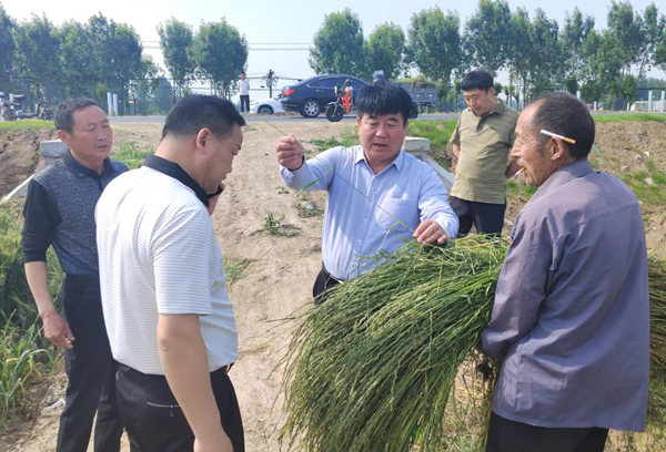 汝南县组织群众全力以赴拔除麦田多花黑麦草